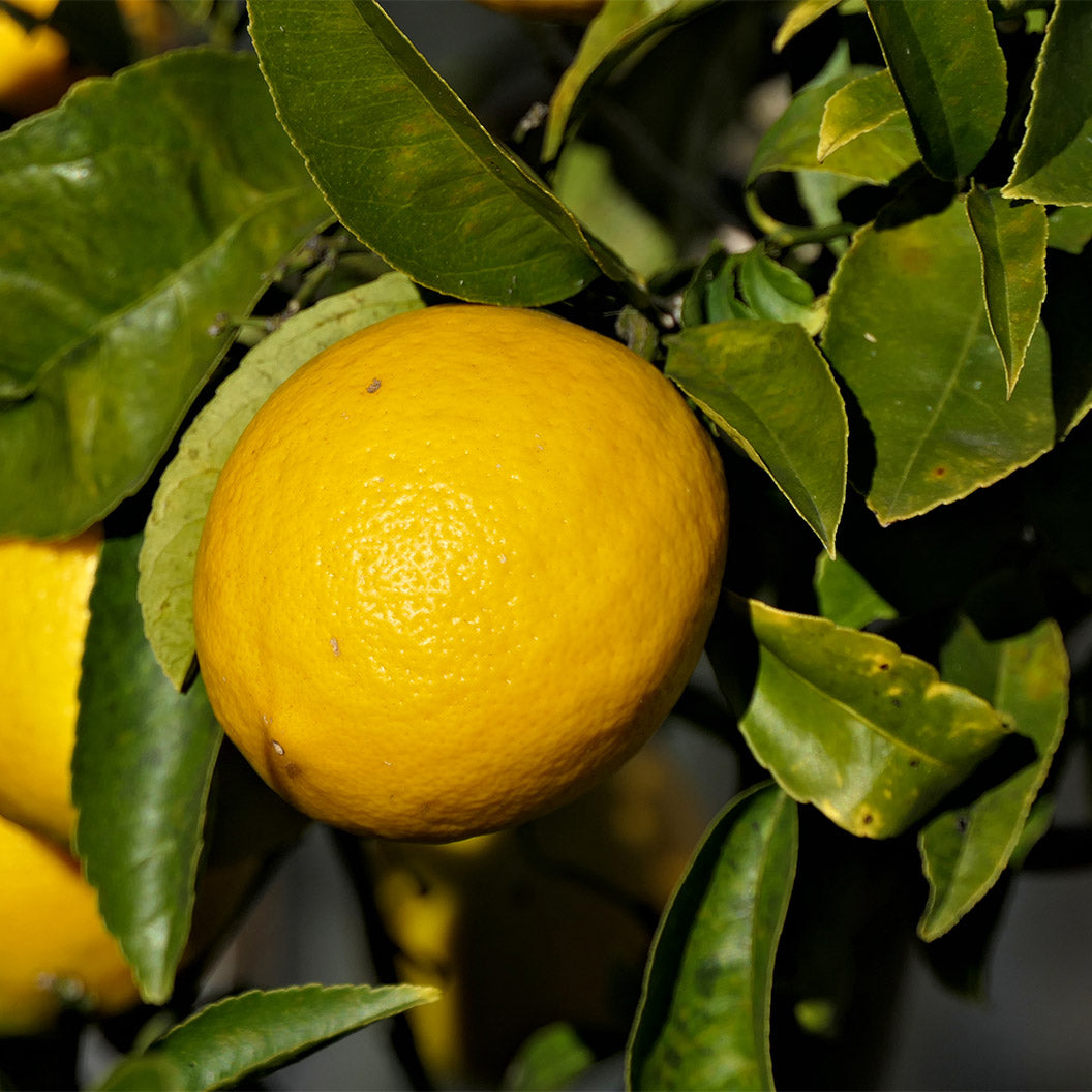 New-Zealand-Lemonade-2_653ce6d1-3a24-42c8-894c-7b99963913aa