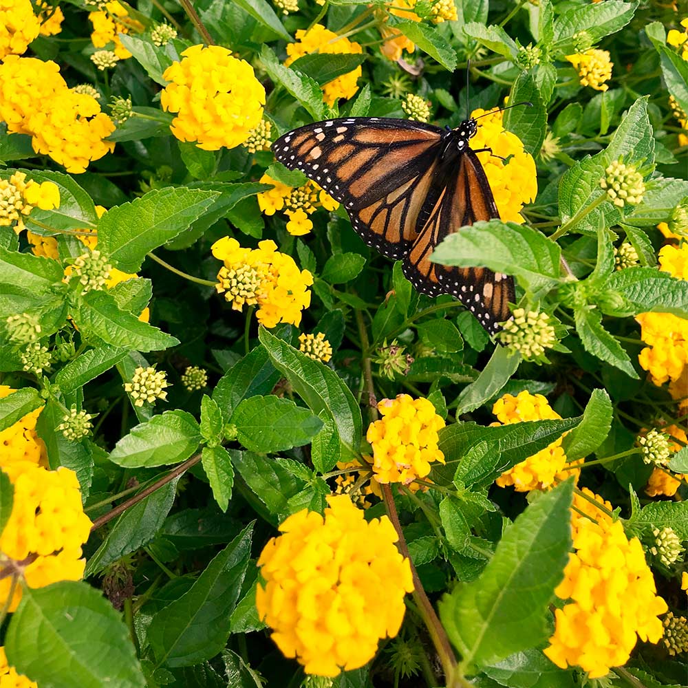New_gold_Lantana_2_FGT