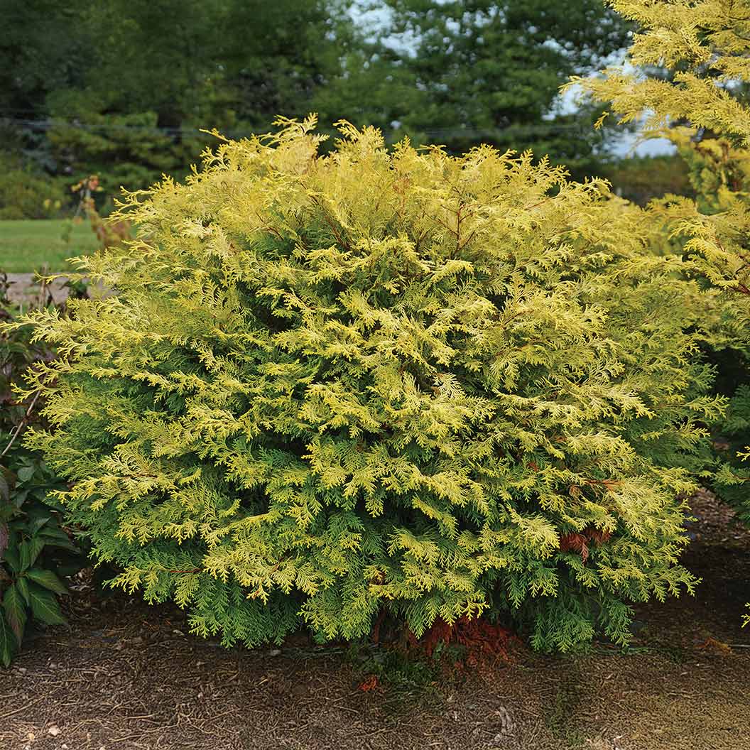 Night-Light-Chamaecyparis-Shrub-2