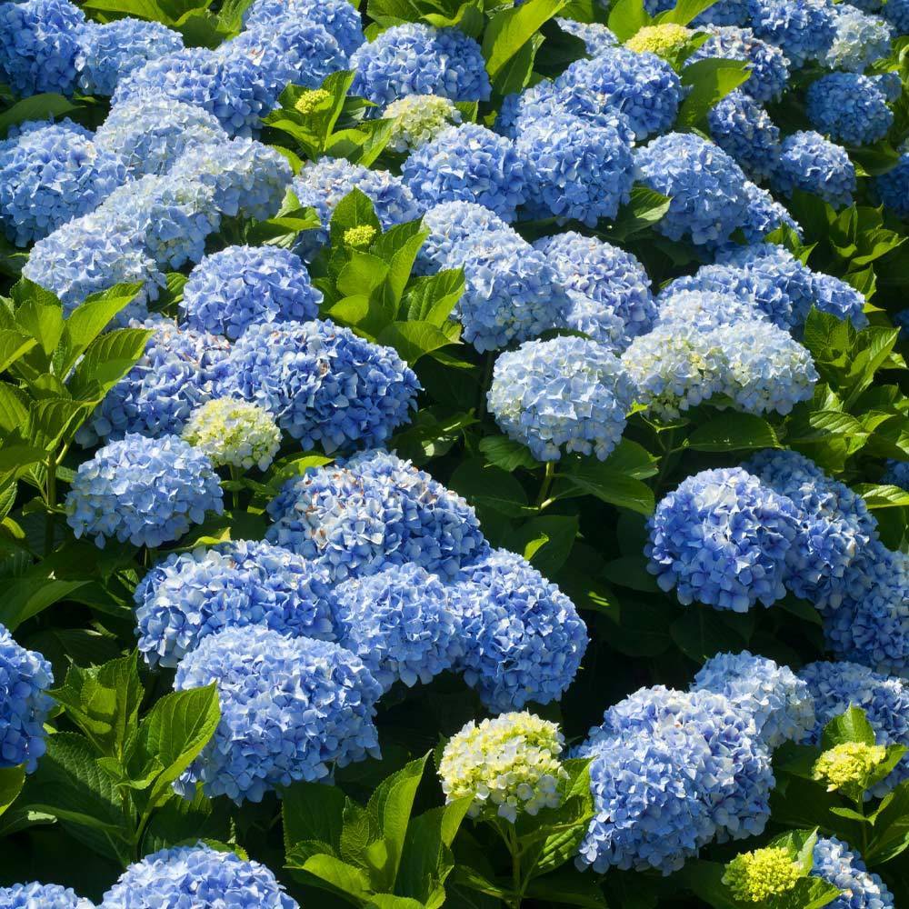Nikko_Blue_Hydrangea_3_FGT