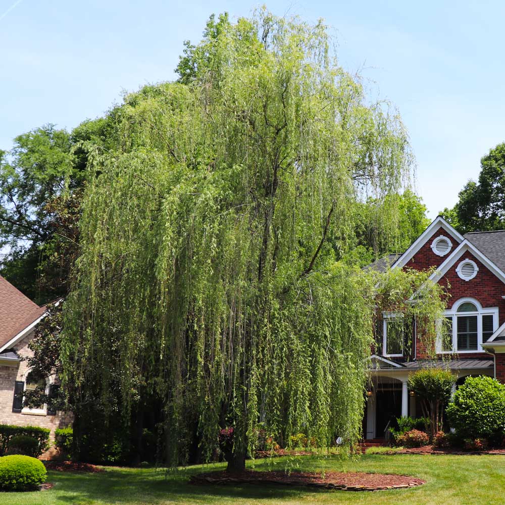 Niobe_weeping_willow_2