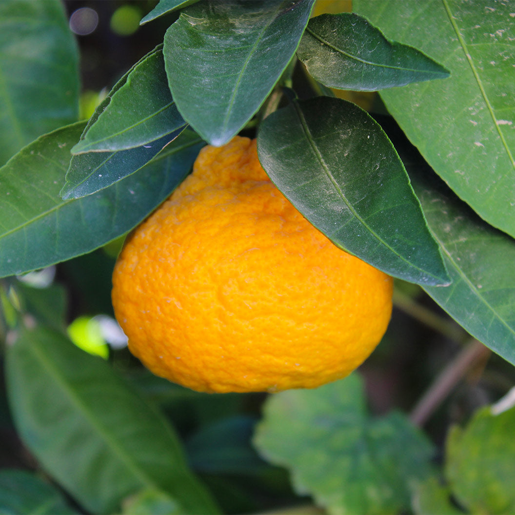 Nippon-orangequat_636c3048-5c41-4869-83d3-cc3011d9f3a1