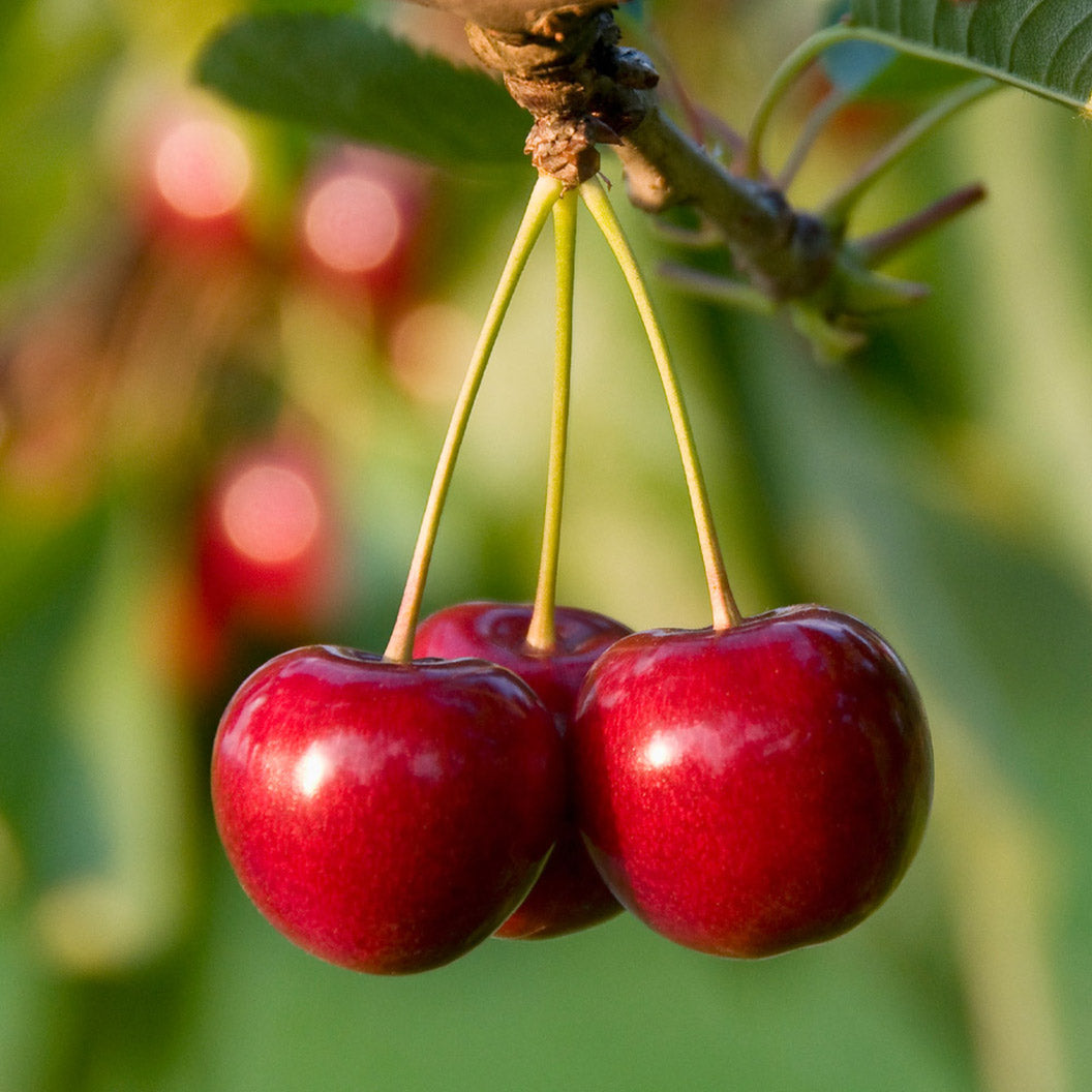 North_Star_Cherry1_FGT_a5e6fed7-e0f1-4a60-93ac-da867fdf93a3