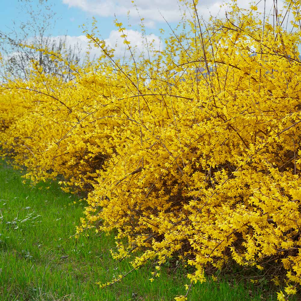 Northern-Gold_Forsythia_2_0a300e52-31b0-4c8a-8abb-f84fd05f7032