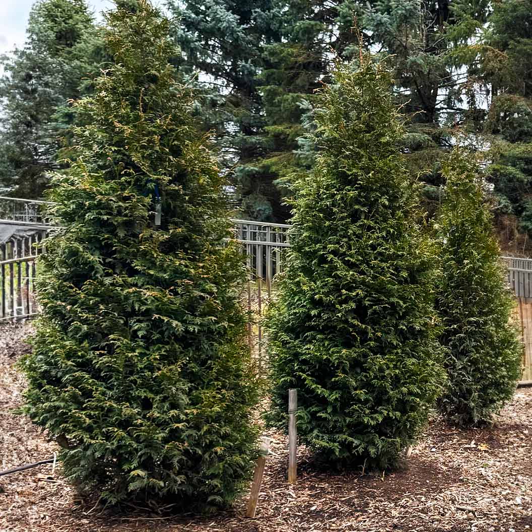 Northern-Spire-Western-Cedar-1