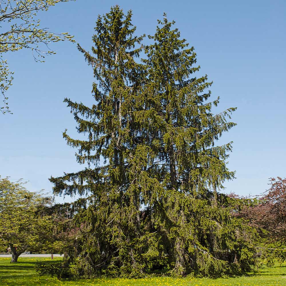 Norway_Spruce_1_FGT