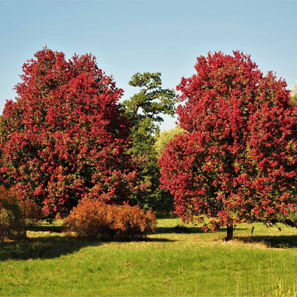 October_Glory_Maple_3_FGT