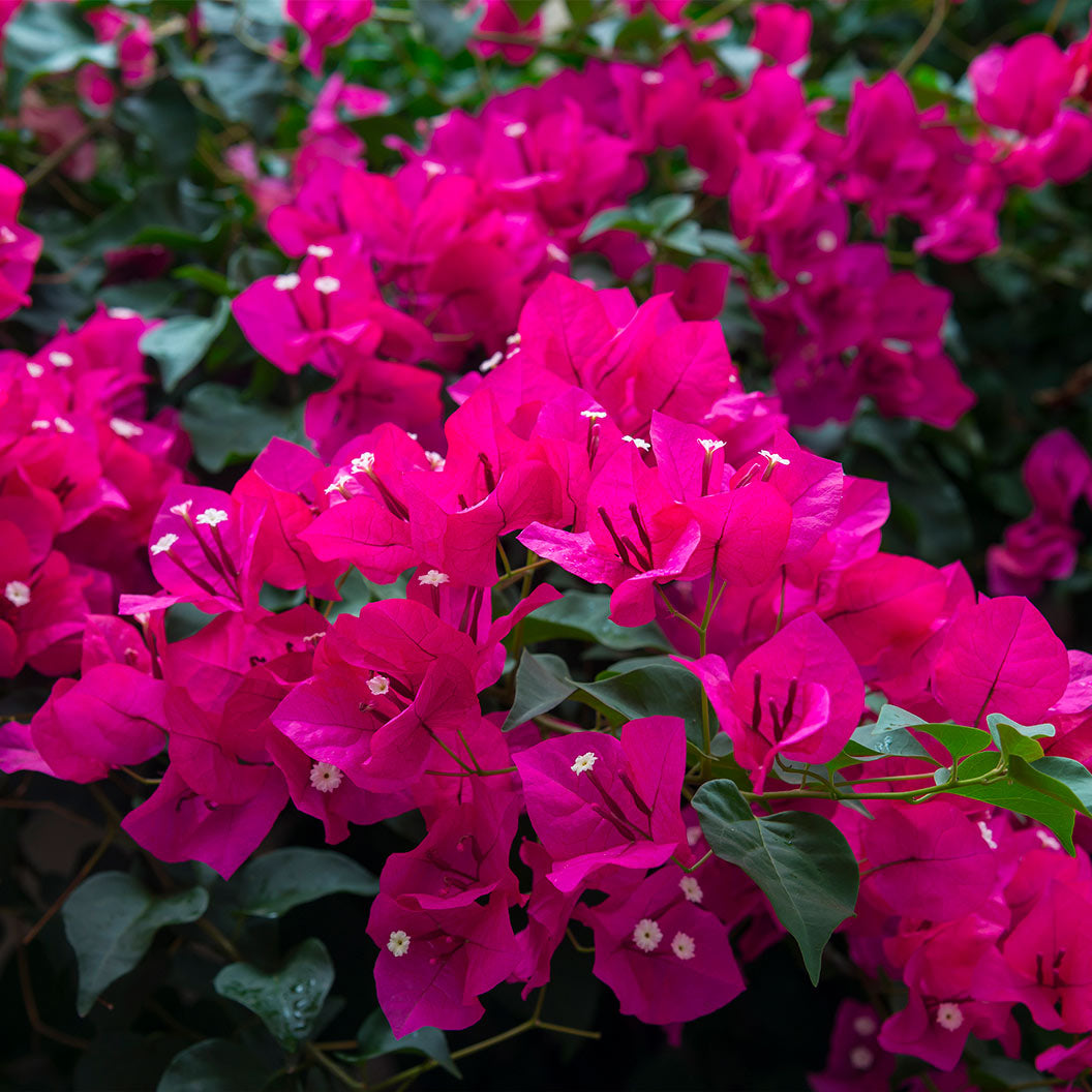 Oh-My-My-Bougainvillea-2_b6e95cf6-642a-4455-88e3-c40b5fac308c