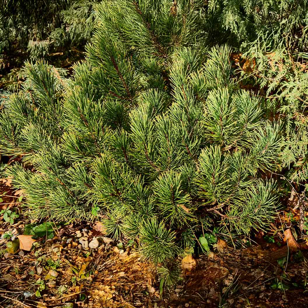 Ophir-Mugo-Pine-1_8555762a-e223-4df7-9c31-b428cec6a274