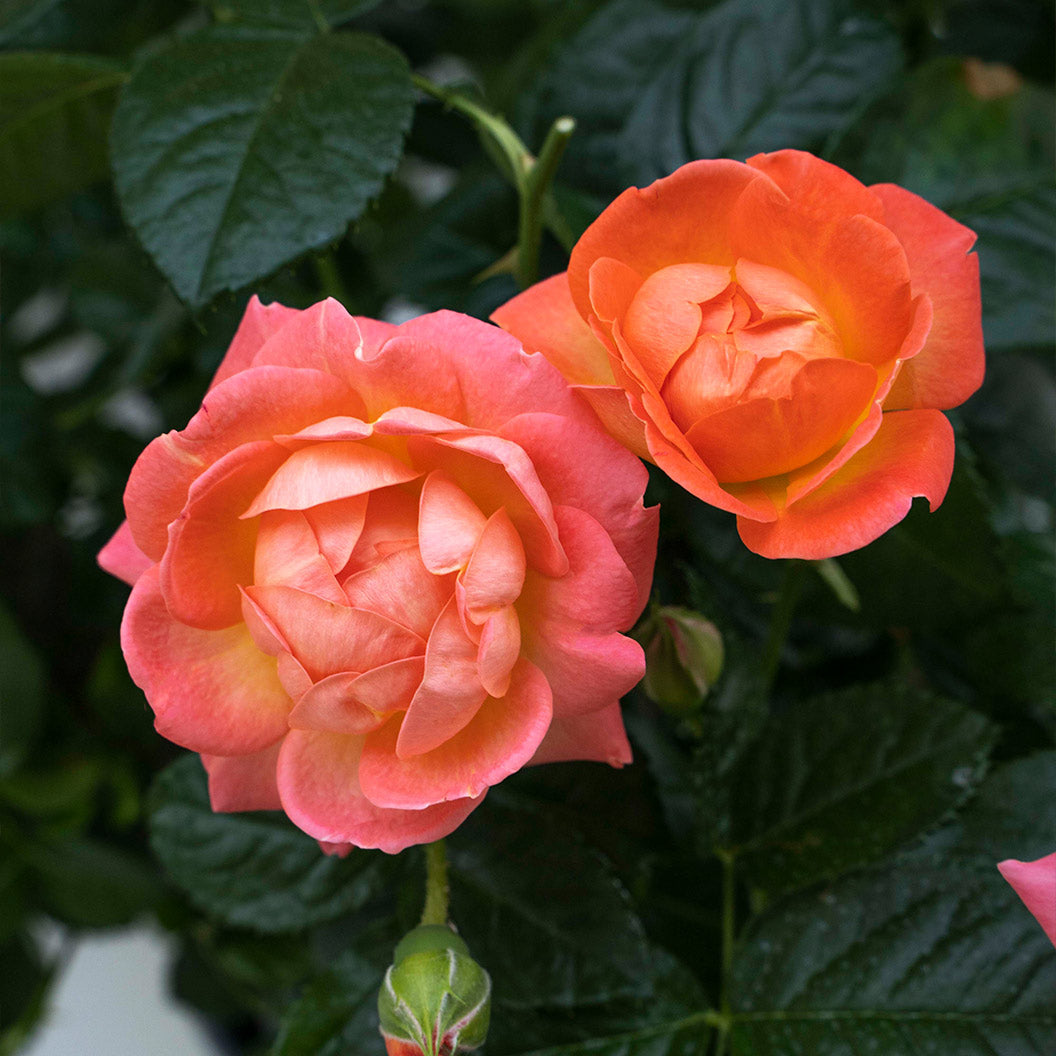 Orange-Glow-Knock-out-shrub-rose-4_ec432f29-2c91-4a84-9c60-ee229cfff964