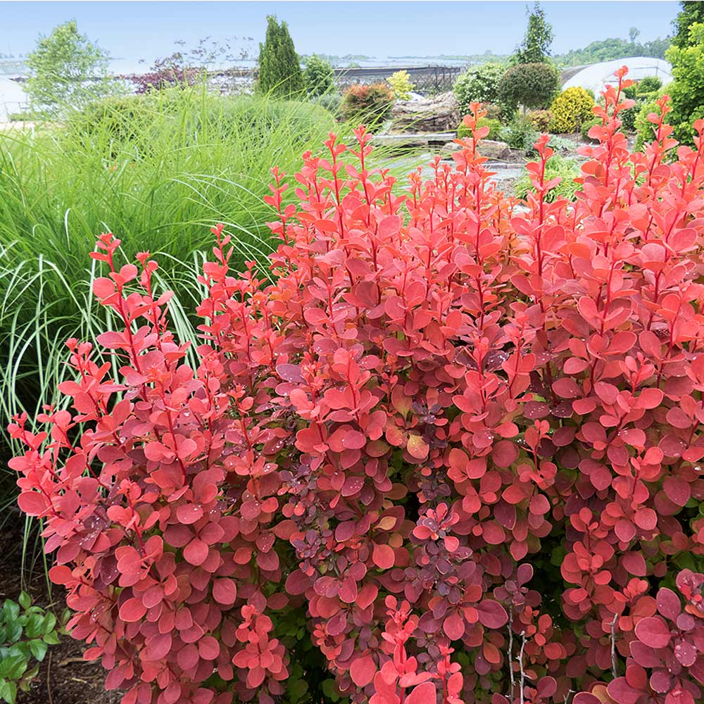 Orange_Rocket_Barberry_4_FGT