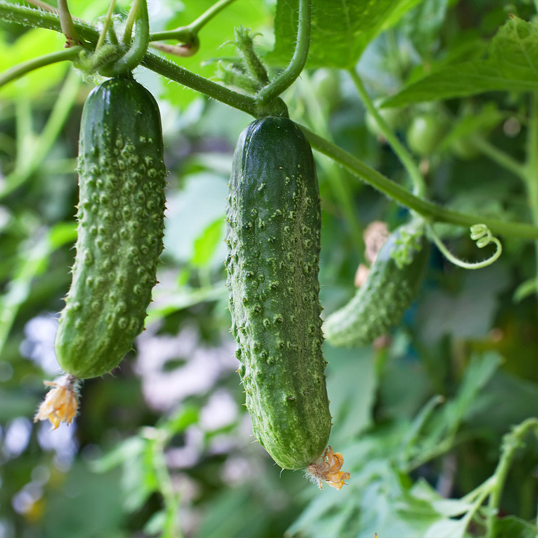 Organic-Cucumber-Salad-Bush-Vine-1_11edd7ca-c6e1-43da-b37c-bd4d91765a85