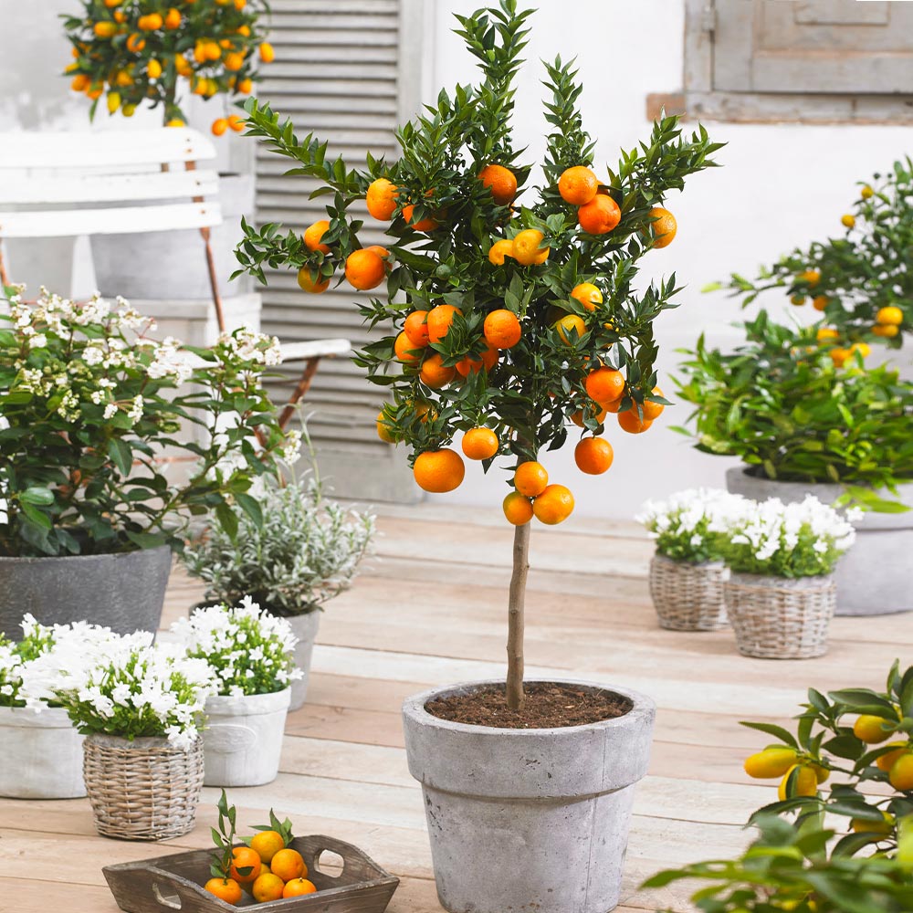 Owari_Satsuma_Mandarin_1_d3cb3fb7-1f73-42d0-bd70-b70a0f1b226b