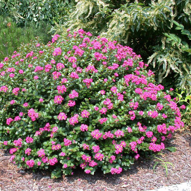 POCOMOKE-CRAPE-MYRTLE-MAINIMAGE-FGT