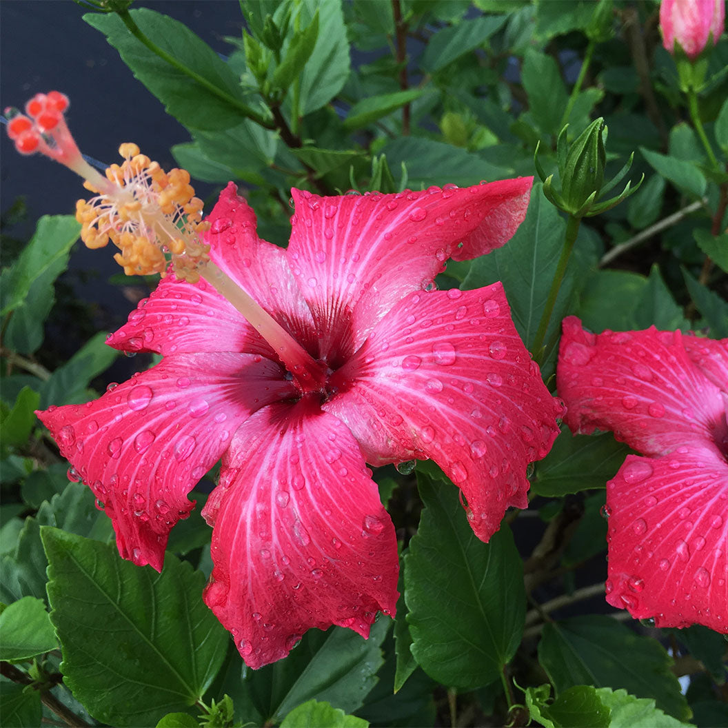 Painted-Lady-Hibiscus-2_5078d6f8-c8b2-40c1-b01b-75a818c90a3d