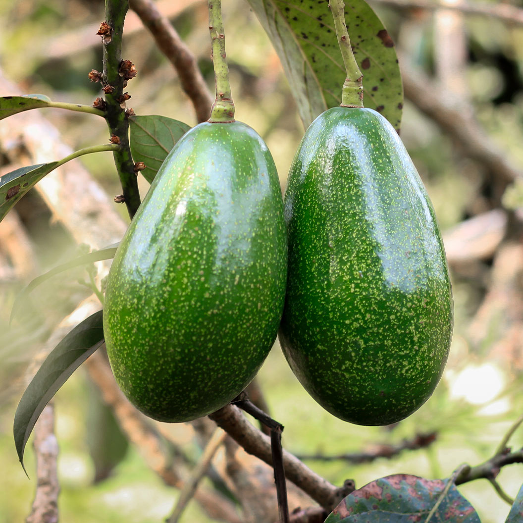 Pancho-Avocado-2_3a4f2a6f-ef9c-4e67-a707-82b302b81dff