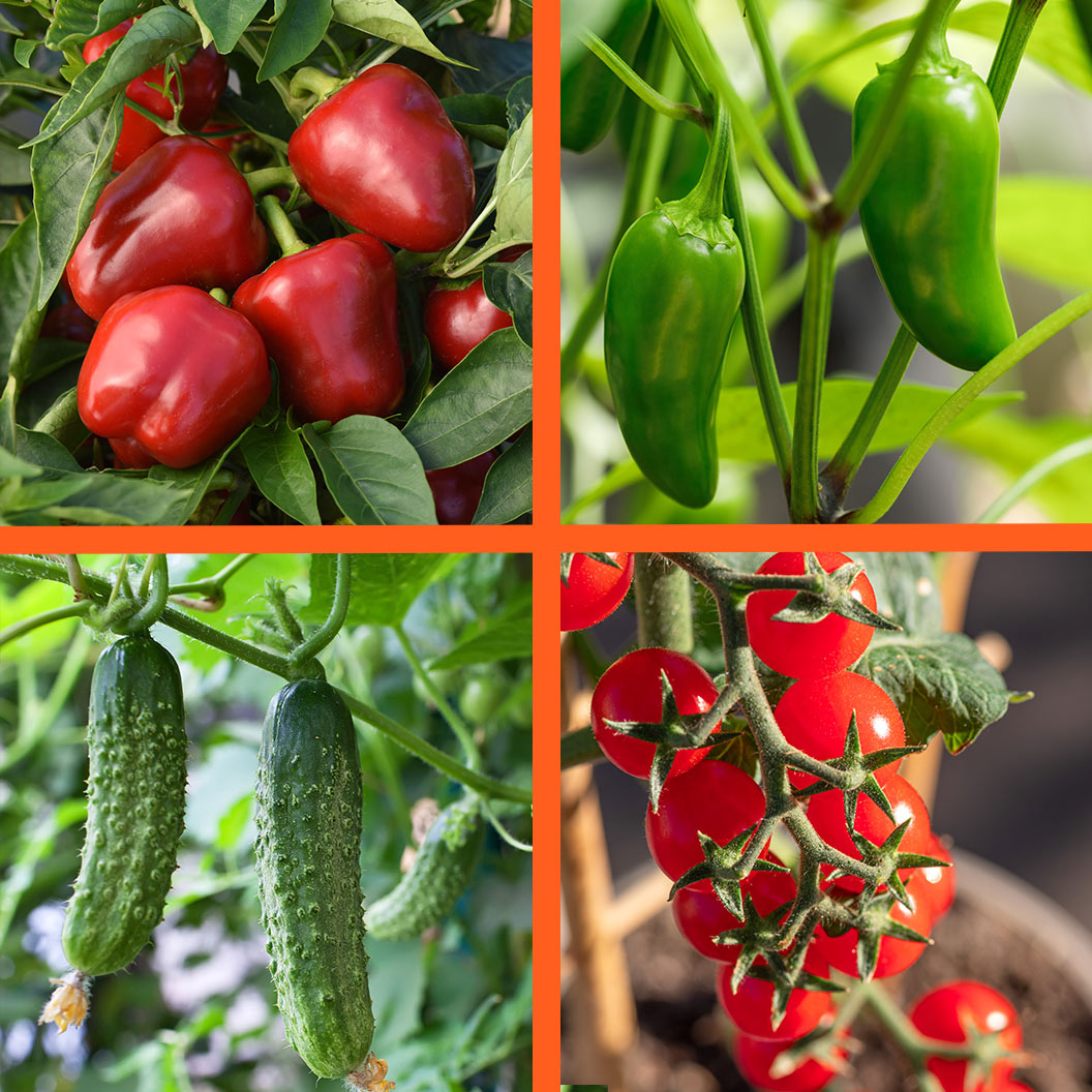 Patio-Snack-Organic-Veggie-4-Pack_f38eab1c-fa13-406b-ab71-e6441167e922