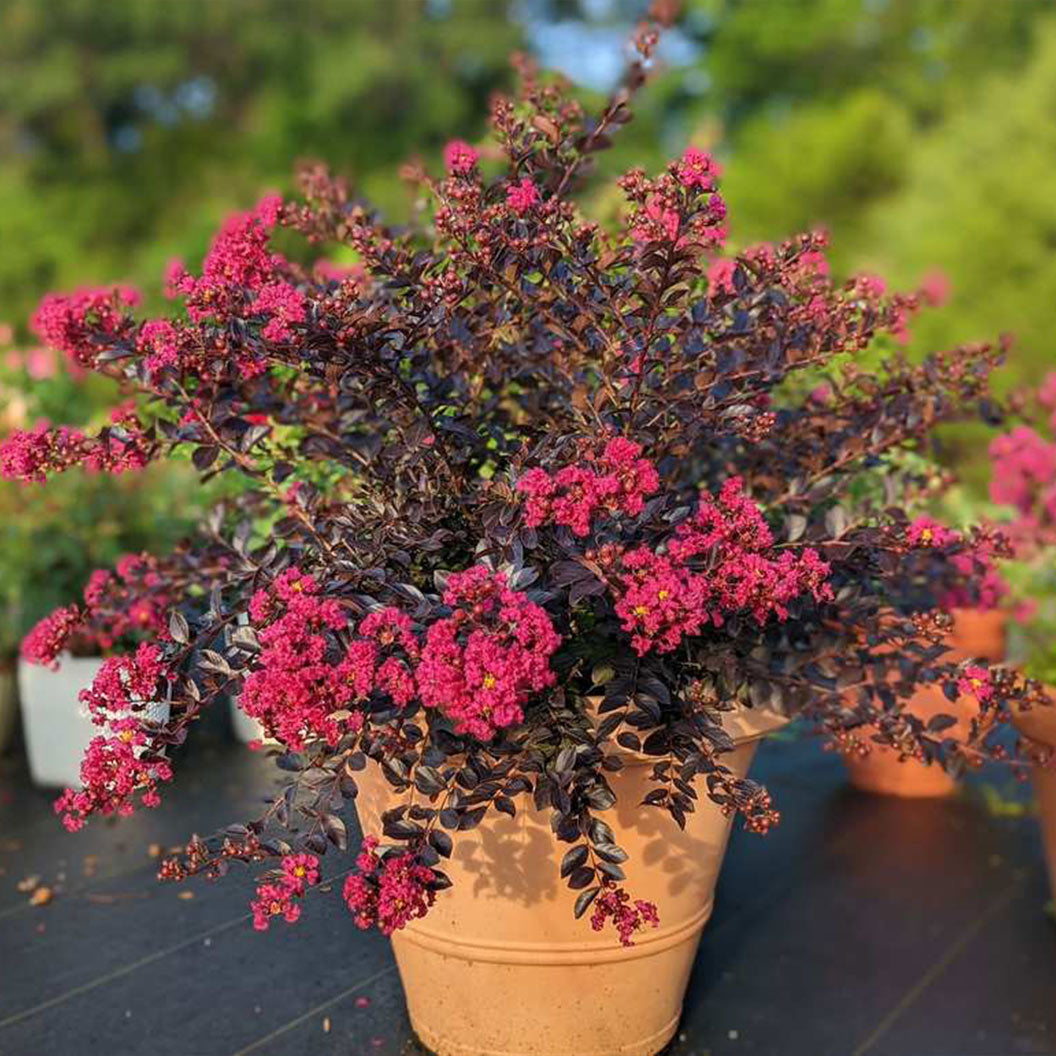 Pave-Pink-crape-myrtle-3_3cebf77f-6b98-43d6-978b-719936746f17