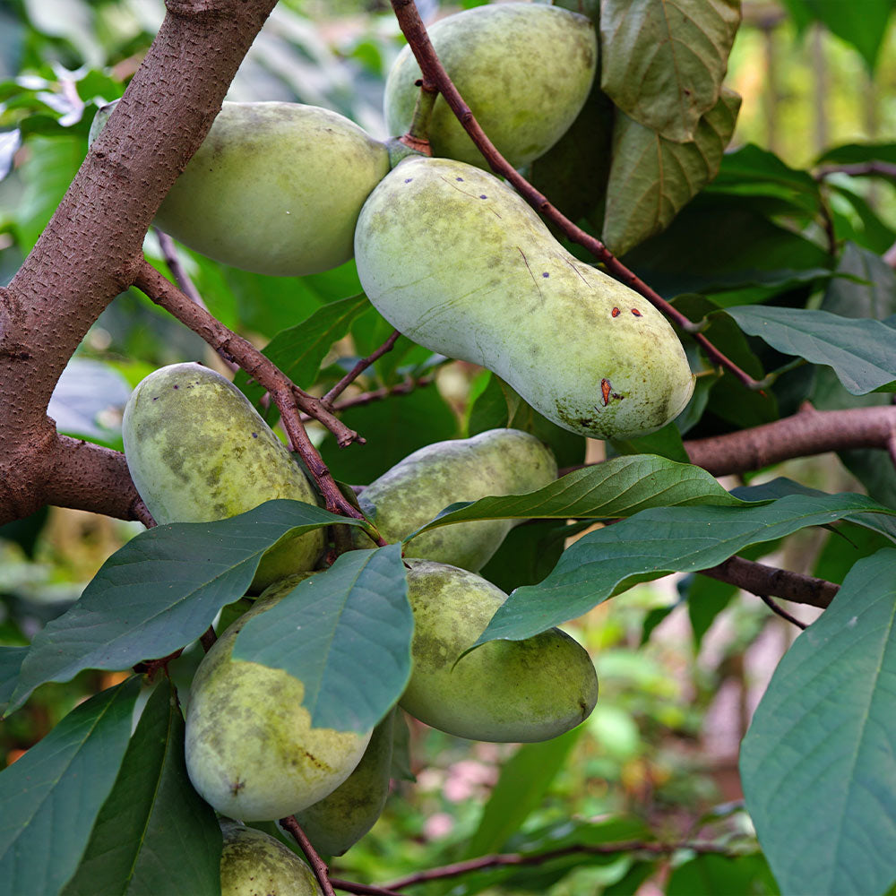 PawPaw_10_FGT