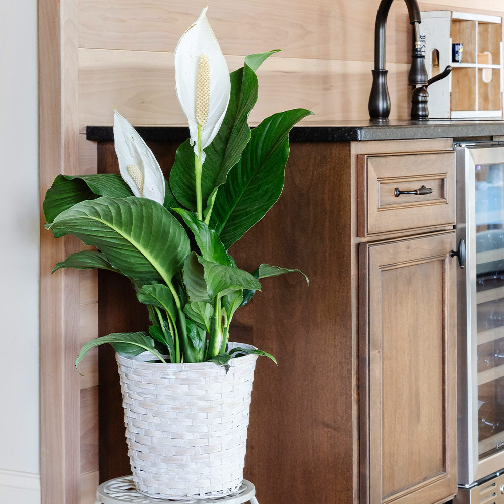 Peace_Lily_5