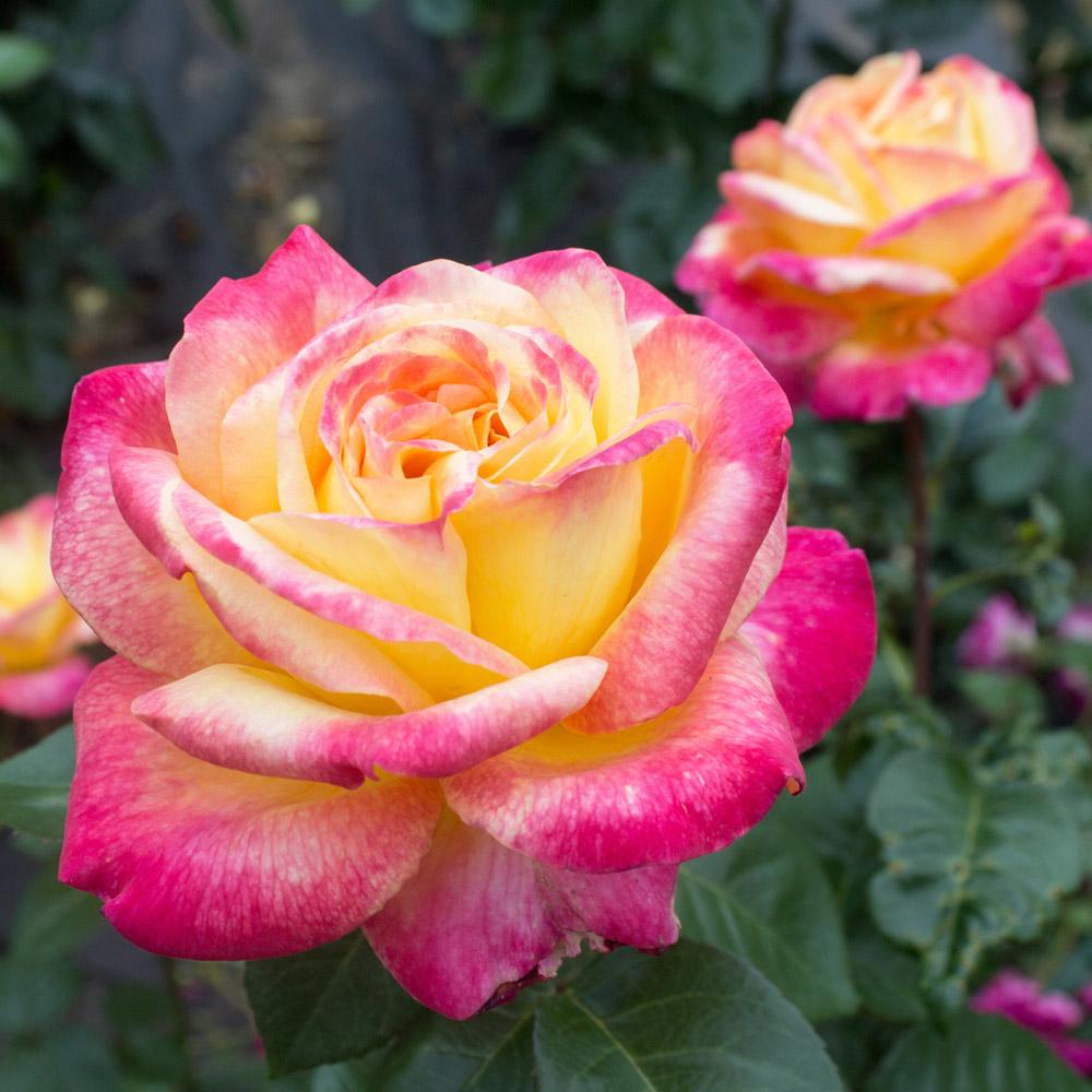 Peace_Rose_FGT