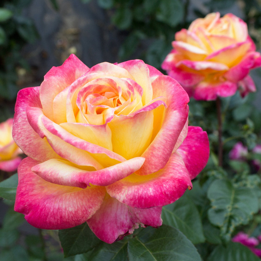 Peace_Rose_FGT_c4145721-ed2f-4f48-98f1-897ddc9947f4
