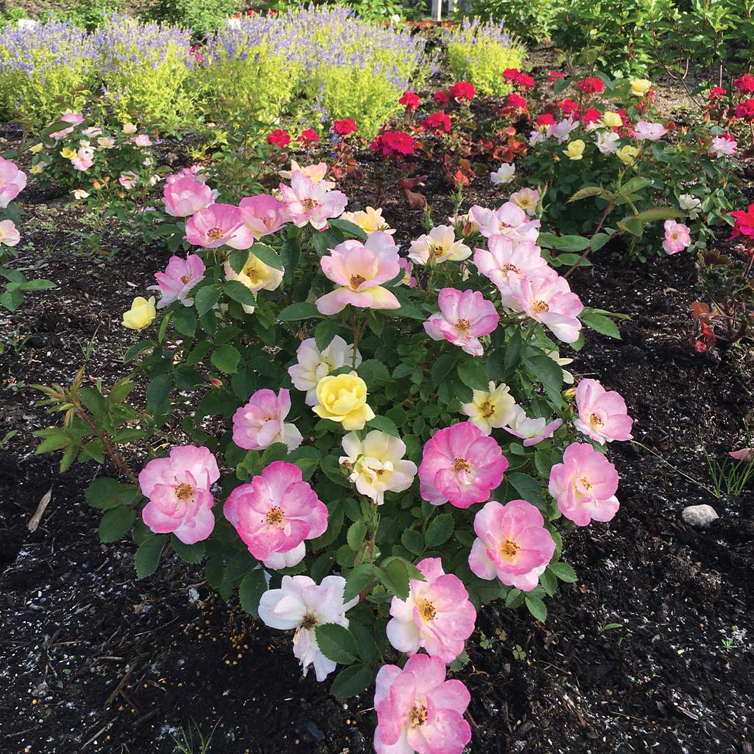 Peach-Lemonade-Rose-Bush-4_3b505078-d901-43ab-940a-a5f9a3f6debe