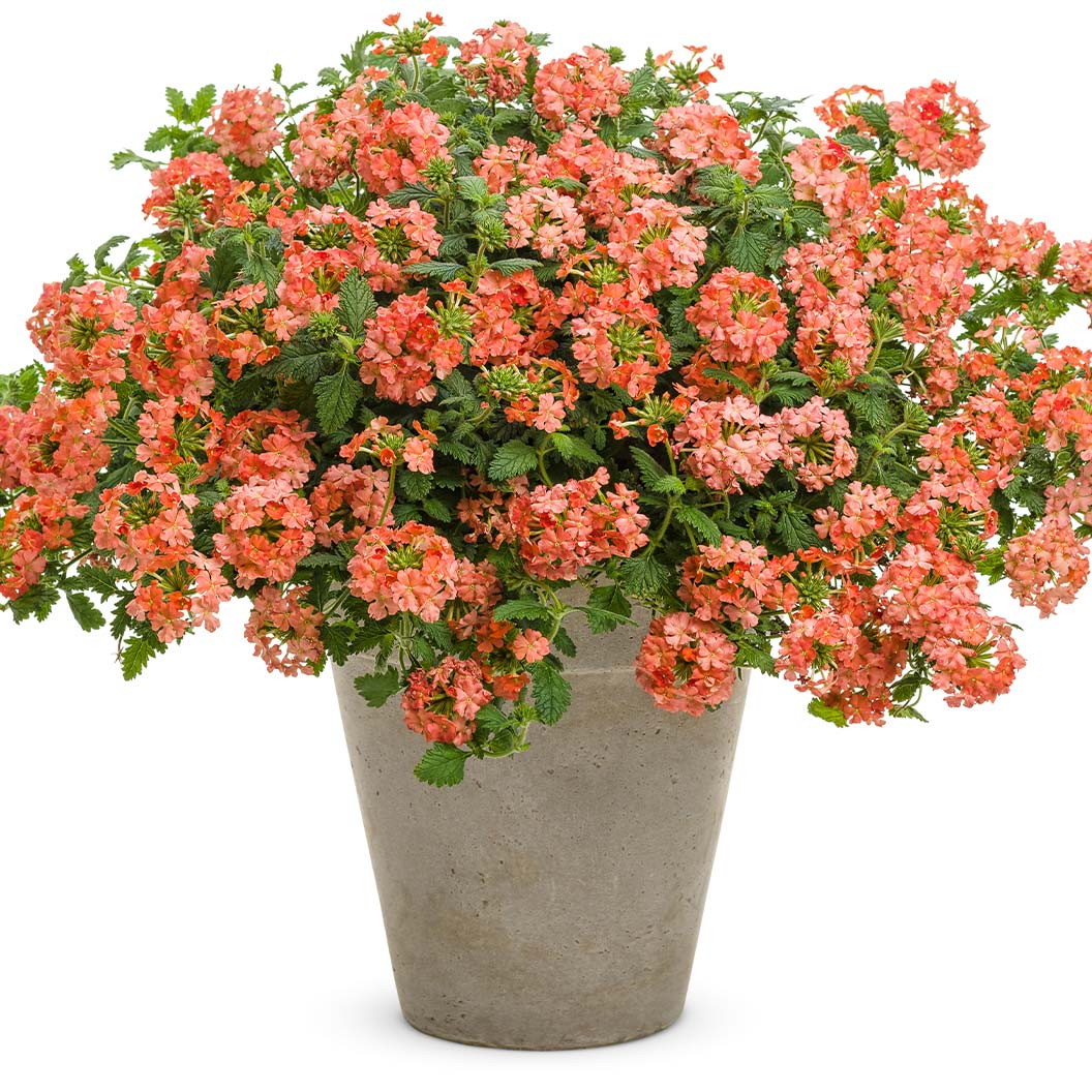 Peachy-Keen-verbena-3_6d6b8a41-4f37-4bbf-a500-f12cbcf3bb03