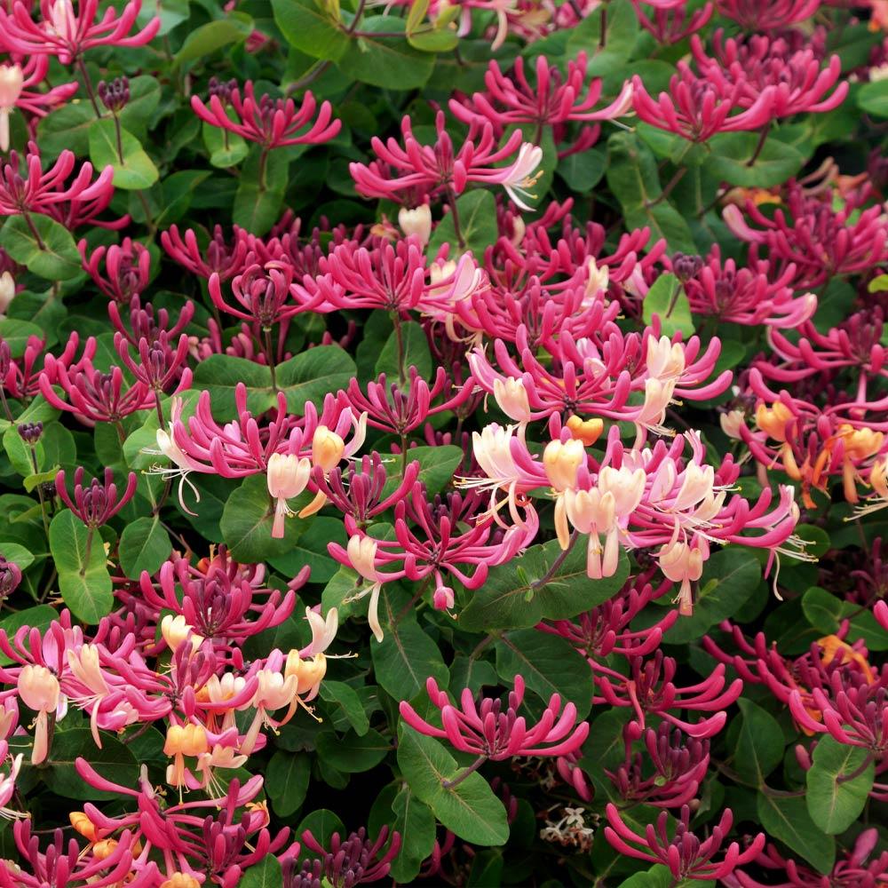 Peahes_and_Cream_Honeysuckle_4_FGT