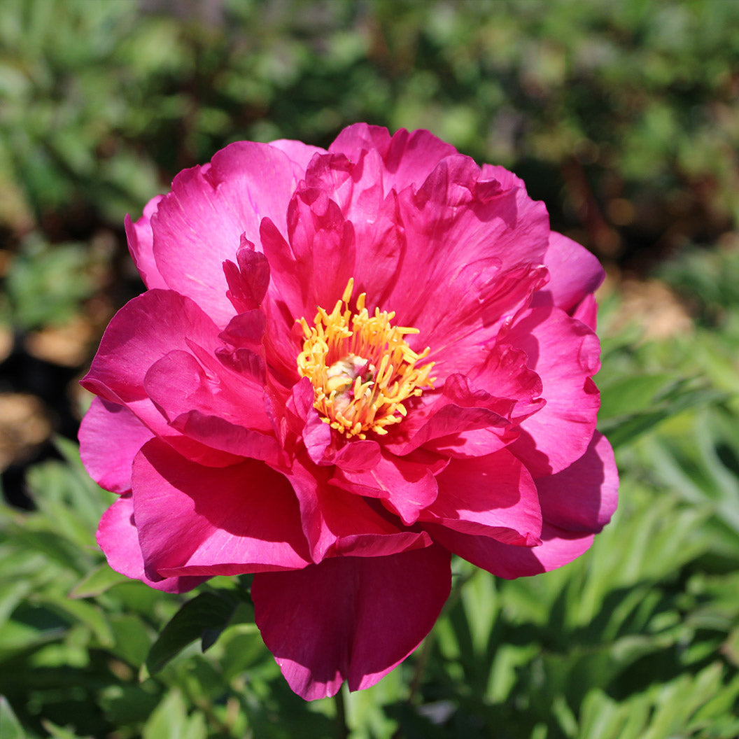 Peony-Hot-Tamale-1