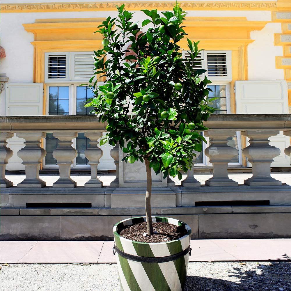 Persian_Lime_Tree_1_FGT_f7ff069b-9f9c-4ff7-b4b9-cfac3105befb