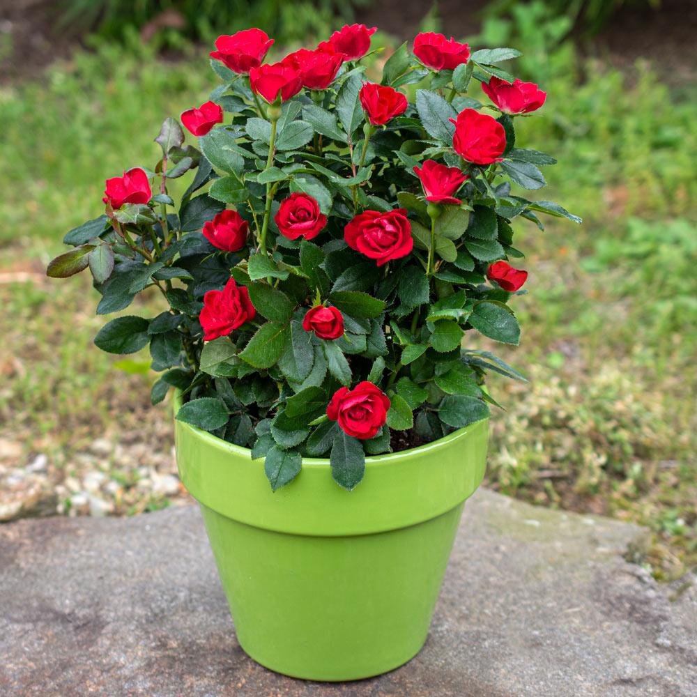 Petite_Red_Knockout_Rose5_FGT