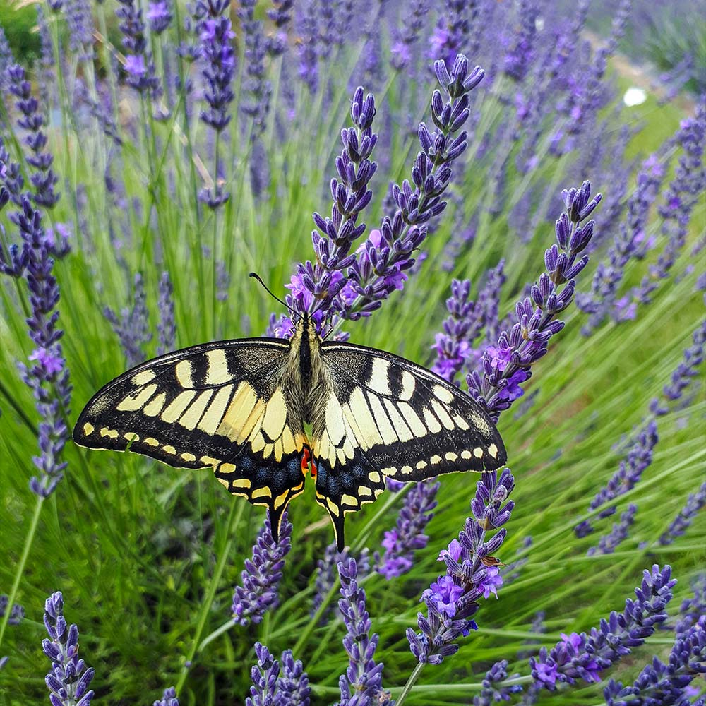 Phenomenal_Lavender_6_FGT