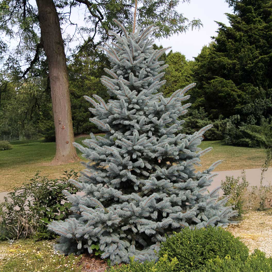Picea-baby-blue-eyes-1_7c4f5836-f3df-419f-9588-607556787a12