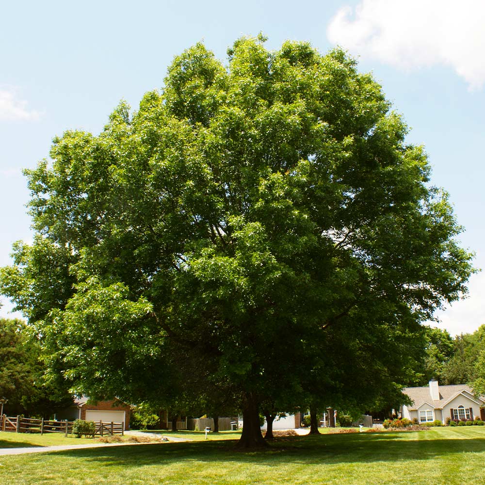 Pin_Oak_12_FGT