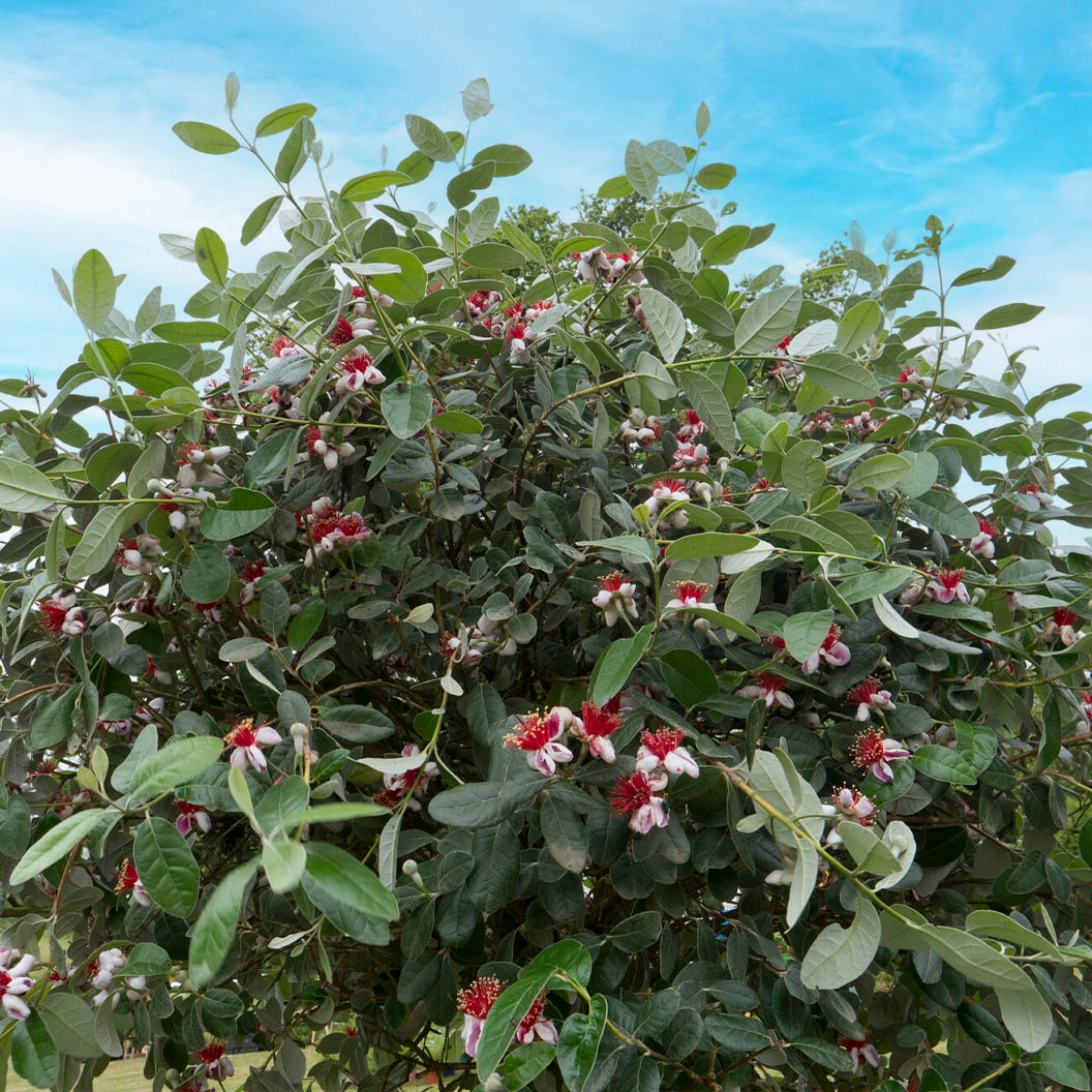 Pineapple-Feijoa-Guava-Tree-2_6a923c17-7208-4abf-9fe1-cc5630992508