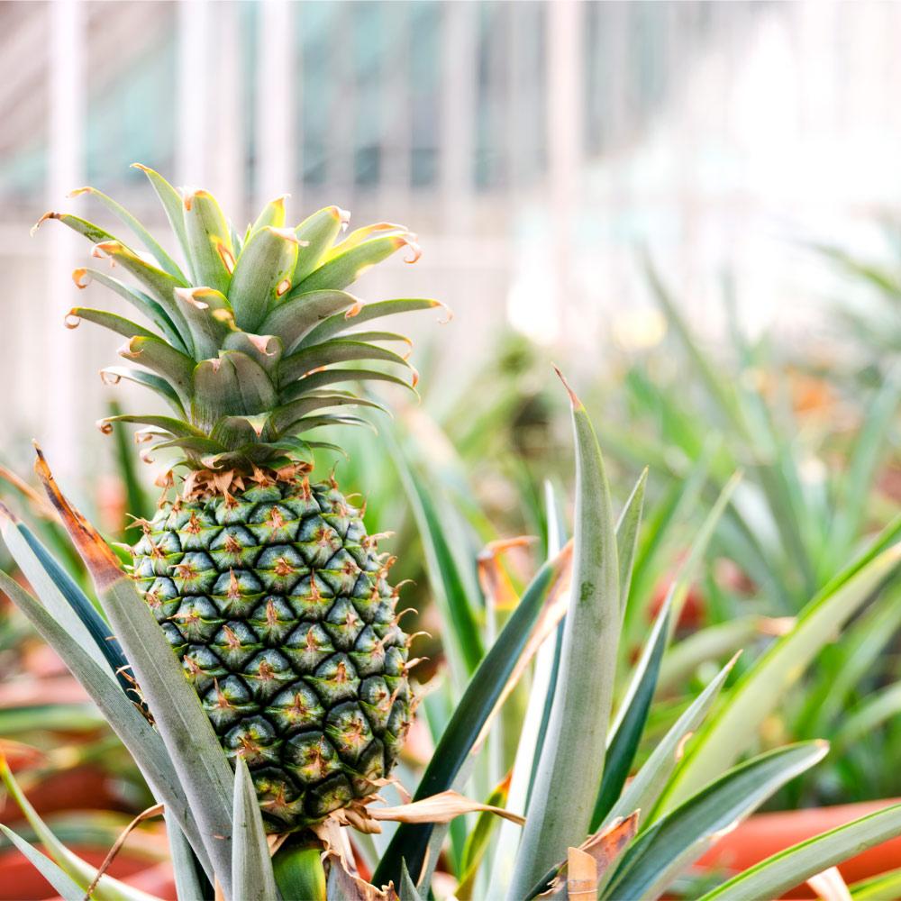 Pineapple_1