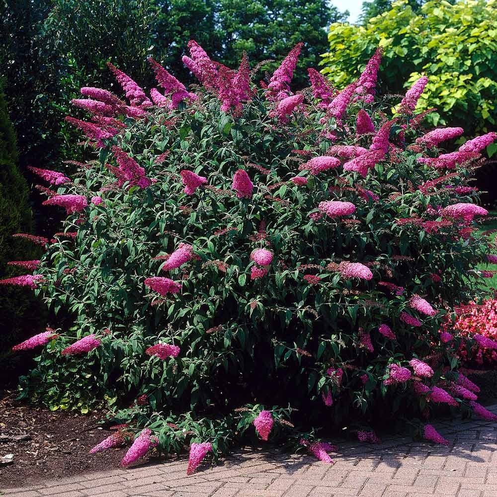 Pink-Delight_Butterfly_Bush_2