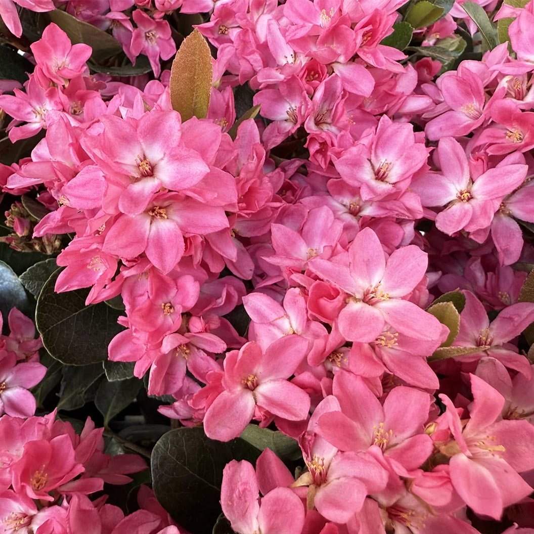 Pink-Pearl-Improved-Indian-Hawthorne-2