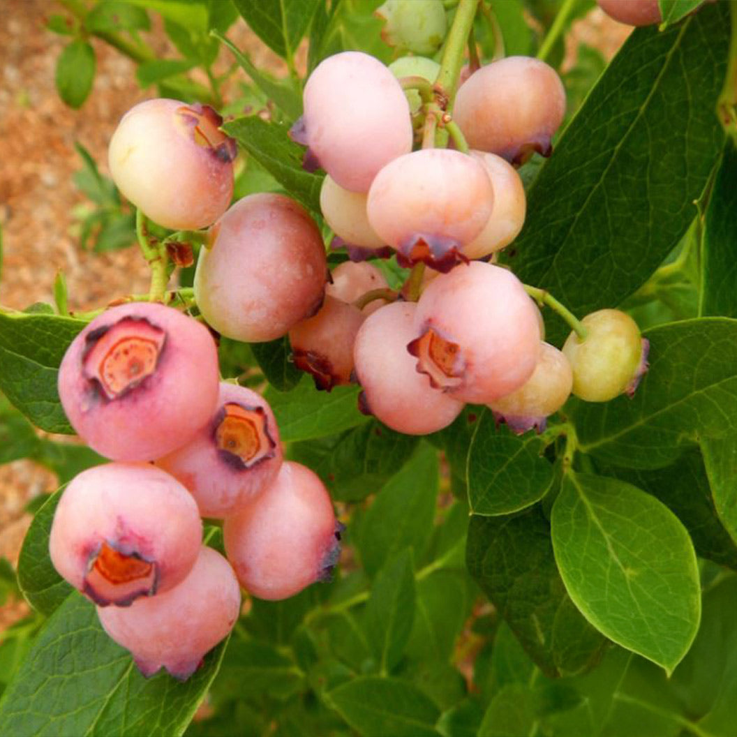 Pink-Popcorn-Blueberry-2_1e8d4e47-93a4-4613-8819-7b56fb54f7b4
