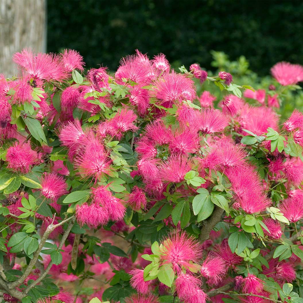 Pink-Powderpuff-tree-1_98584470-c84b-4755-b54b-0796be69f811