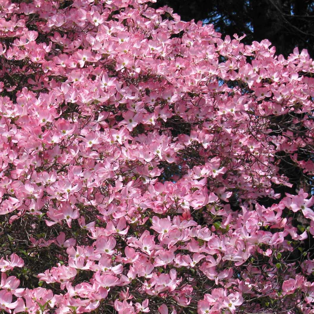 Pink_Dogwood_2_FGT