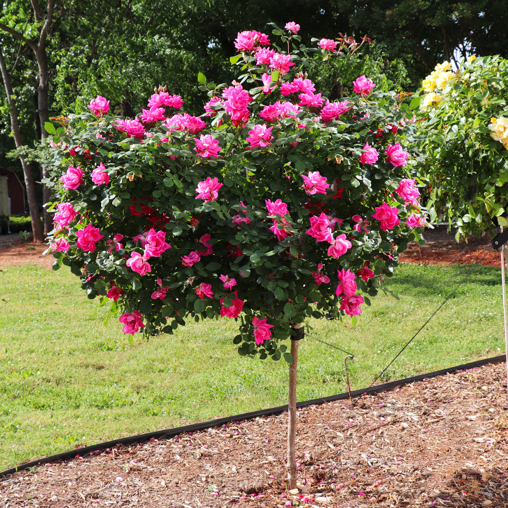 Pink_Knockout_Rose_Tree_1
