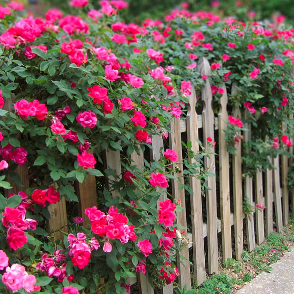 Pink_Knockout_Shrub_5_FGT