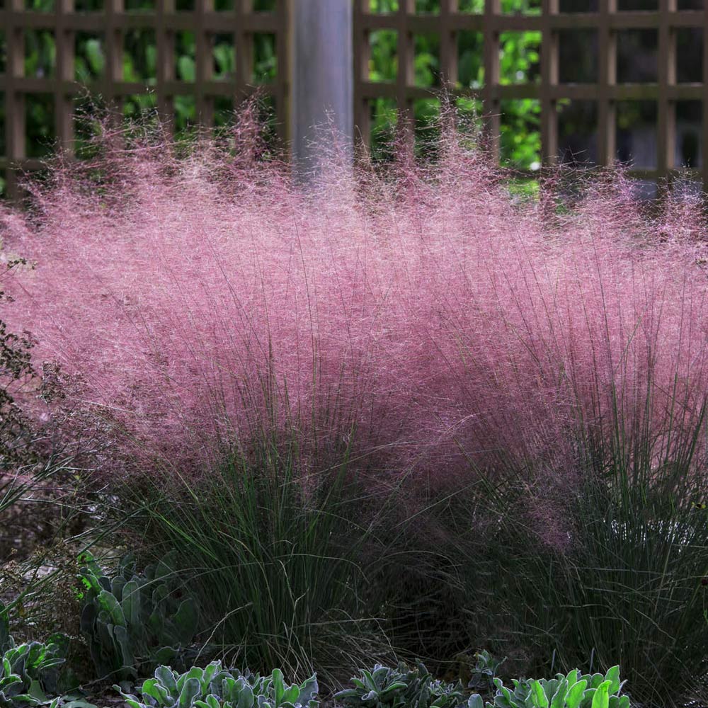 Pink_Muhly_Grass_3_FGT