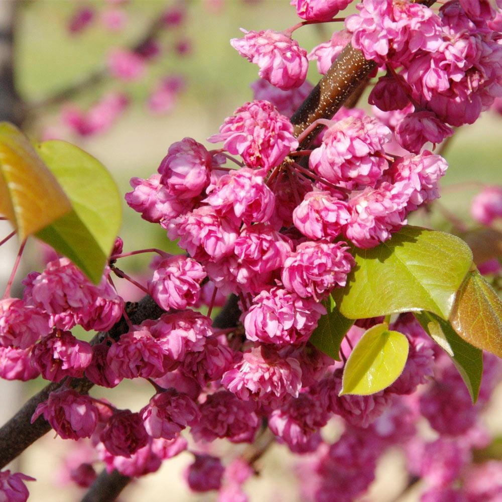 Pink_Pom_Pom_Redbud_1