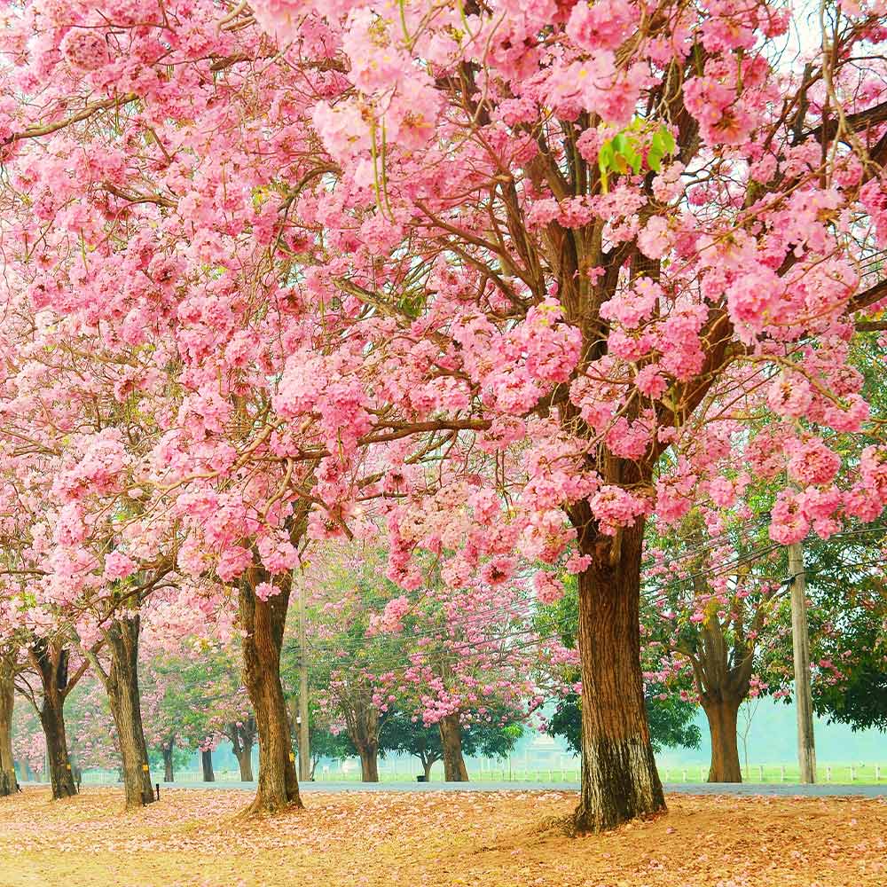 Pink_Trumpet_Tree_5