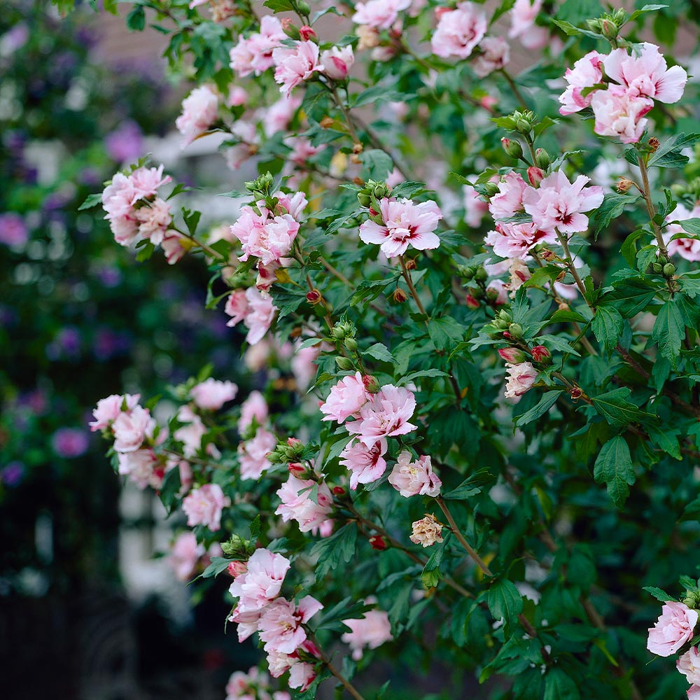Pink_rose_of_Sharon_Althea_Shrub_3