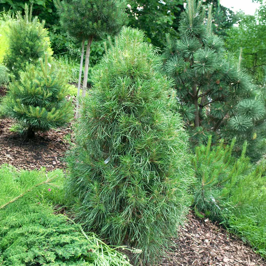 Pinus-sylvestris-_Green-Penguin_-Plant-1_240a4c3f-8d77-4740-bedf-61d69becec4b