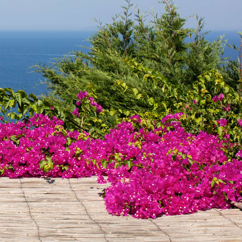 Pixie-Pink_BOugainvillea_2_FGT